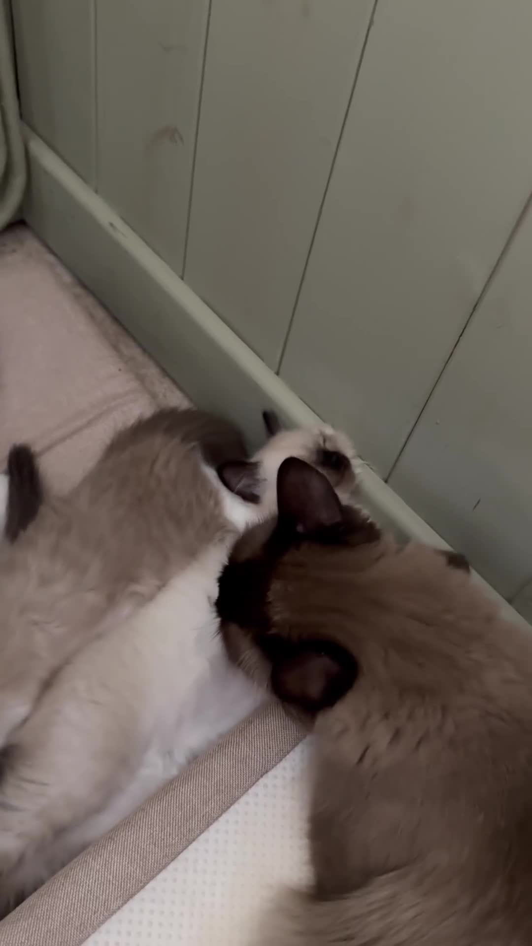 Ragdoll cats for sale: ⭐️ DNA tested Ragdoll female ready 1/8/25 ⭐️ in Loughborough - Video 2