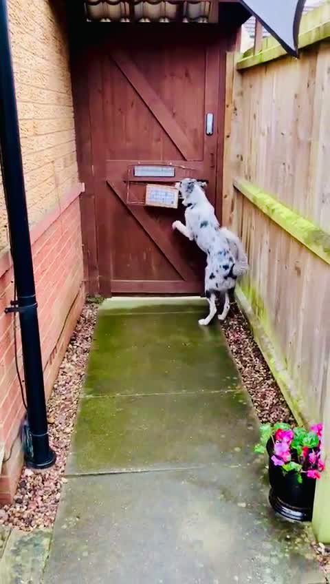 Border Collie dogs for stud: PROVEN! STUD ONLY! Stunning Merle Border Collie. in Coventry - Video 3