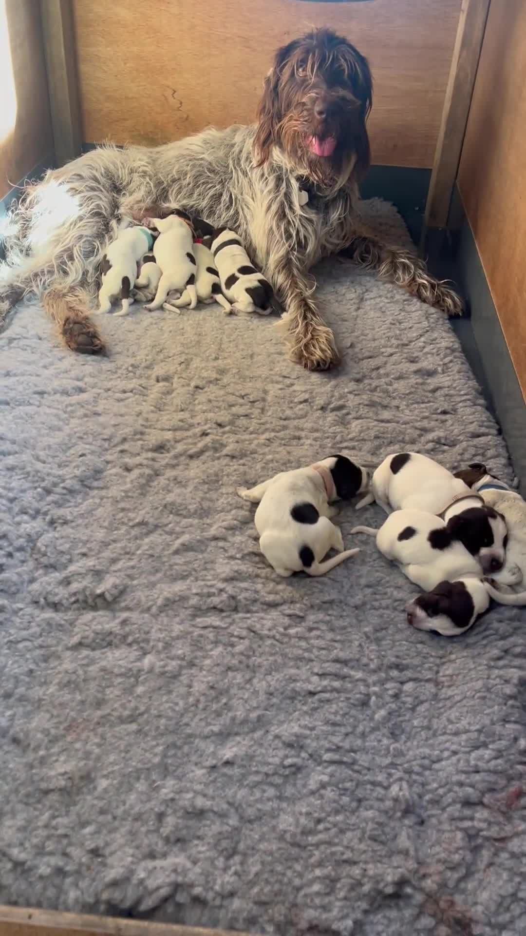 German Wirehaired Pointer dogs for sale: Beautiful GWP's for sale KC Registered - Video 1