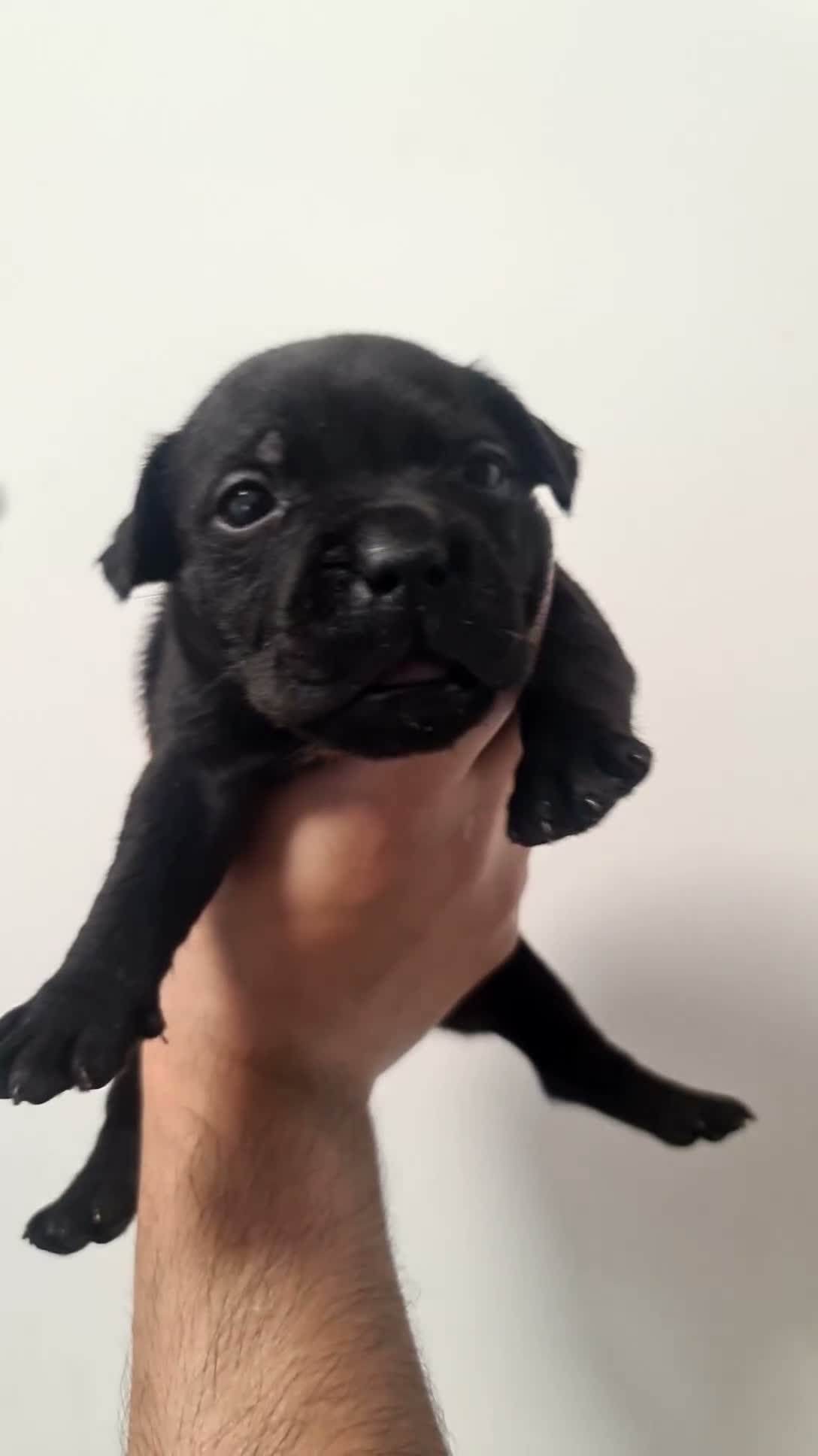 Staffordshire Bull Terrier dogs for sale: Amazing Rainbow litter of Puppy's  - Video 4