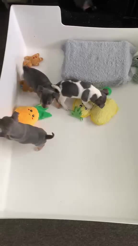 Chihuahua dogs for sale: Last beautiful boy !  blue tri chihuahua pup male - Video 4