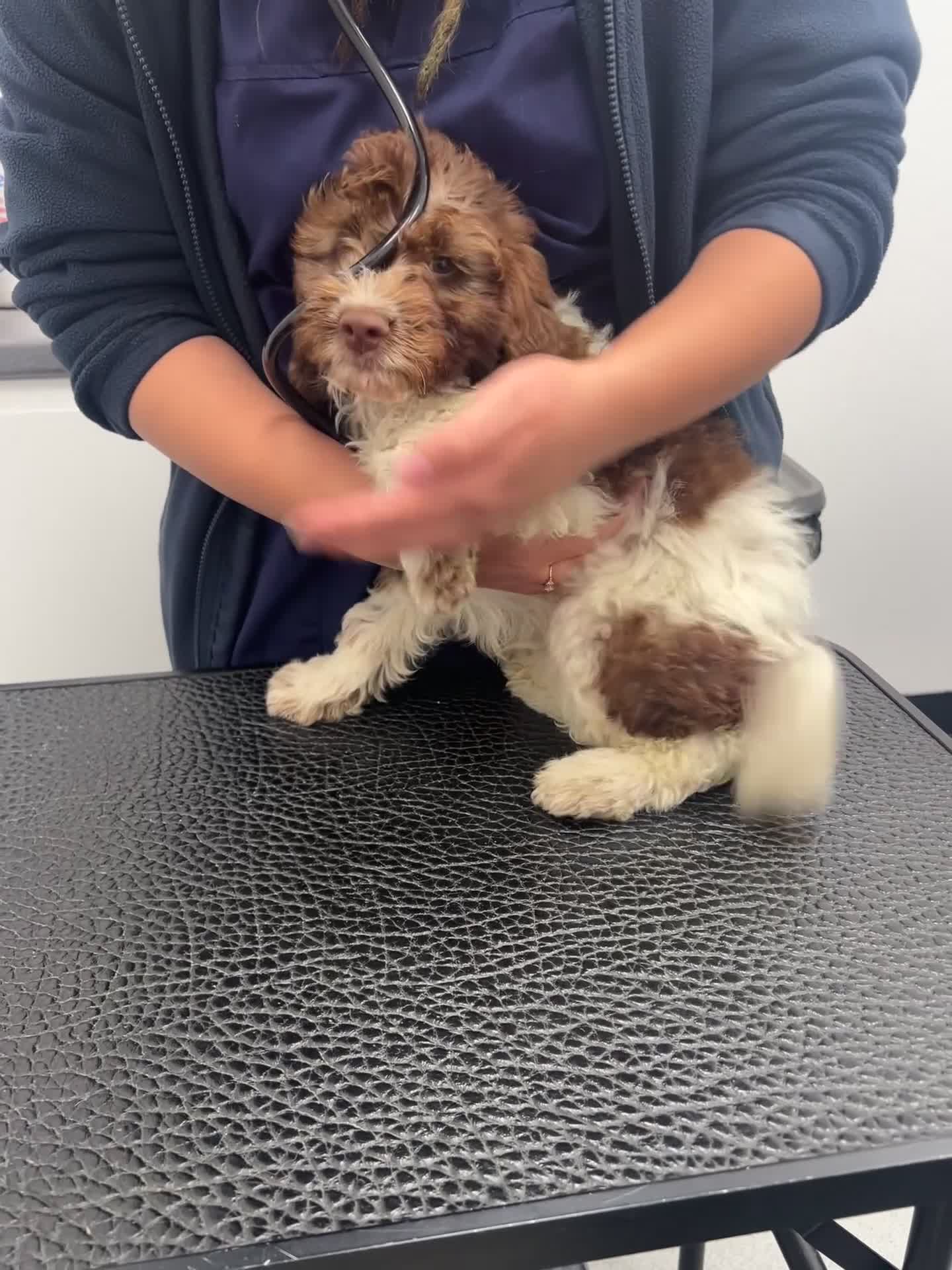 Cockapoo dogs for sale: Last couple of F1s - £450 merle, chocolate, Parti  - Video 1