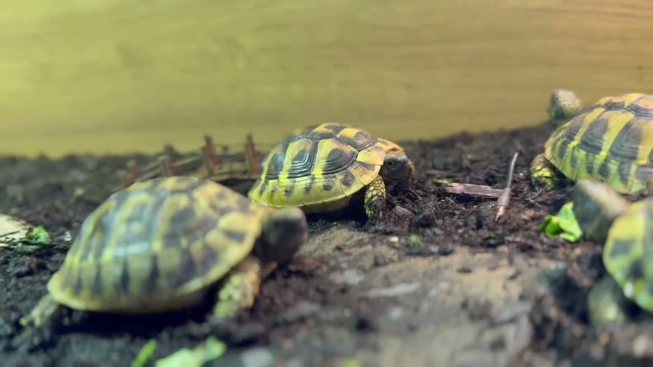 Tortoise reptiles for sale: BABY HERMANNS AND SET UPS - Video 1