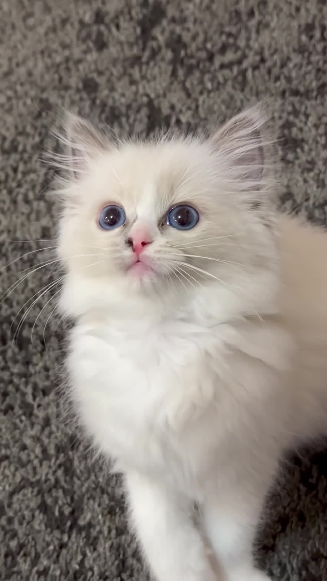 Ragdoll cats for sale: Pure Ragdoll Female Kitten  - Video 1