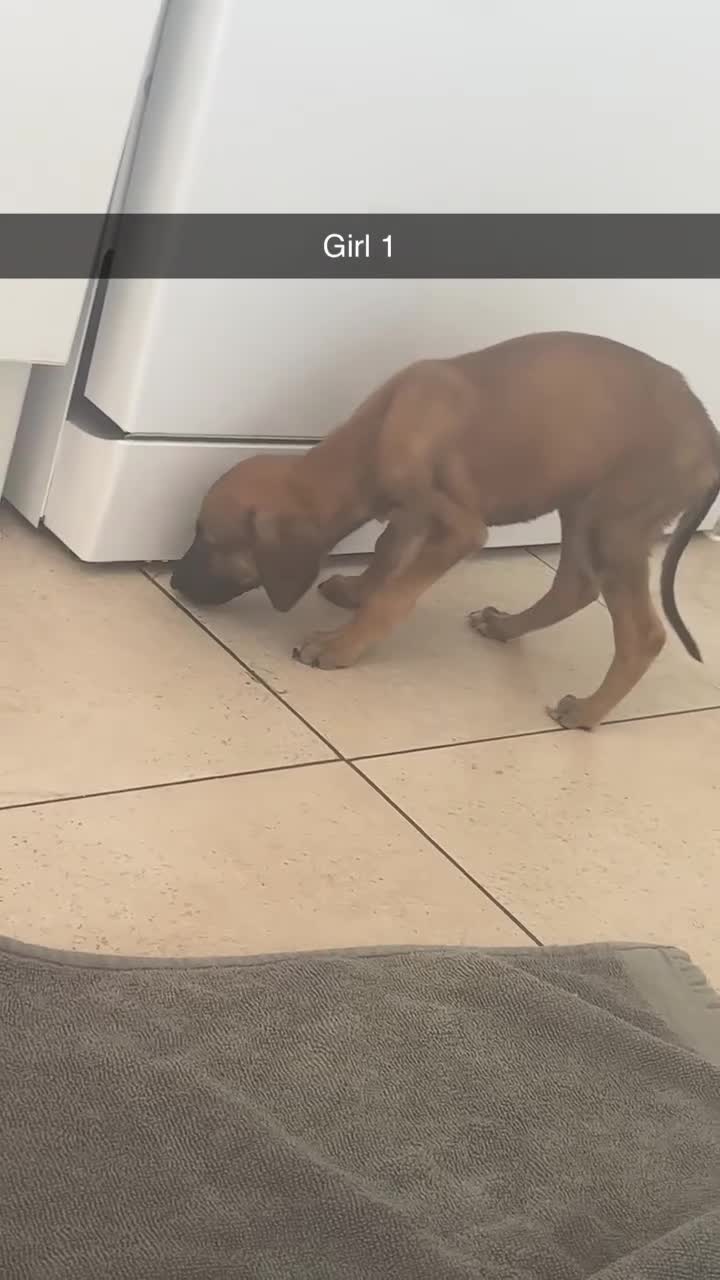 Mixed Breed dogs for sale: 5 saluki grayhound pups ready to go  - Video 2