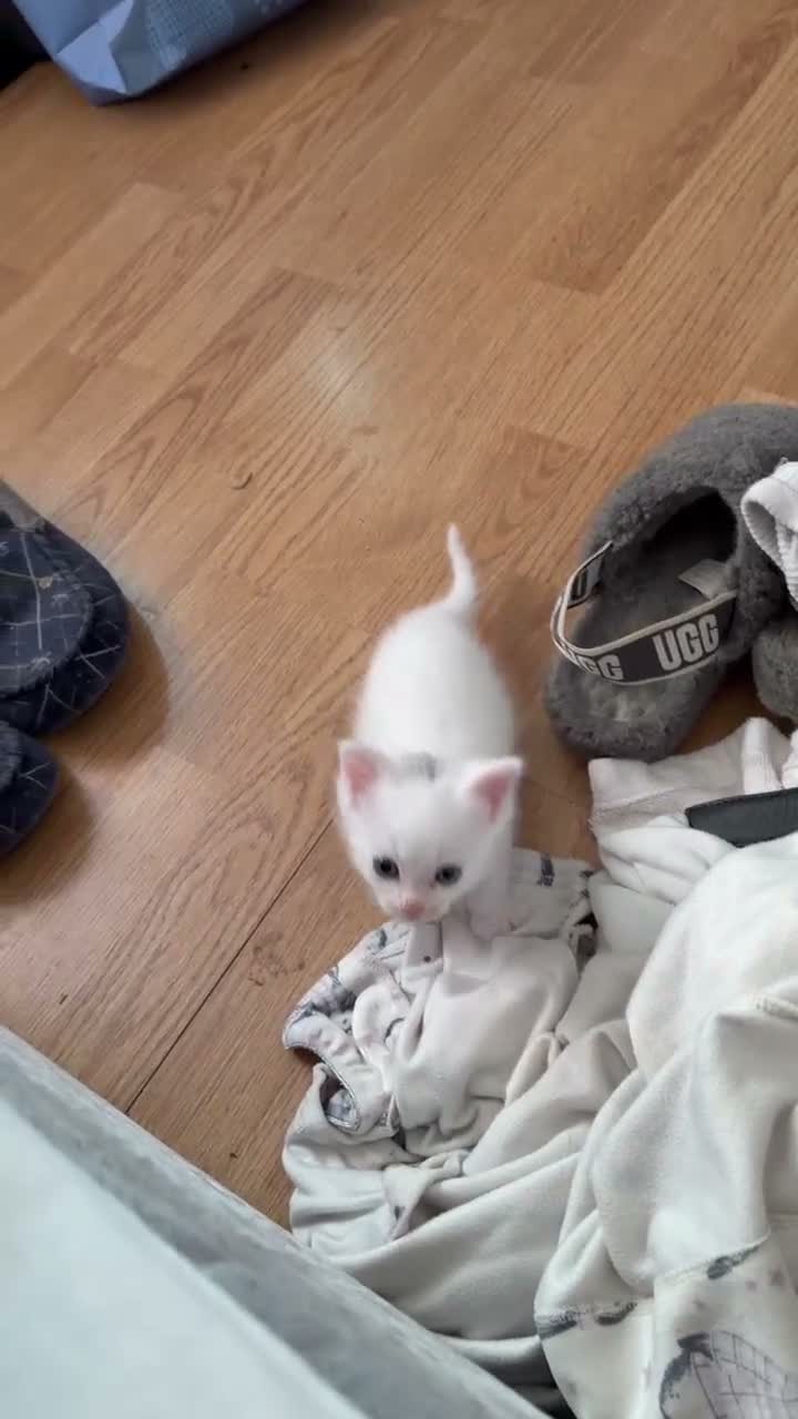 Ragdoll cats for sale: One male ragdoll for sale  - Video 1