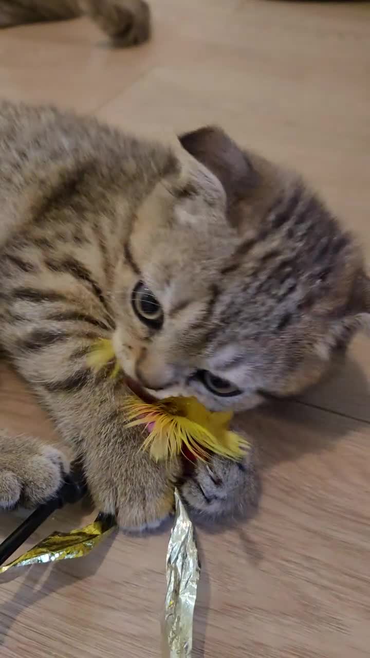 British Shorthair cats for sale: STUNNING! British Shorthair Black Golden Tabbys - Video 1
