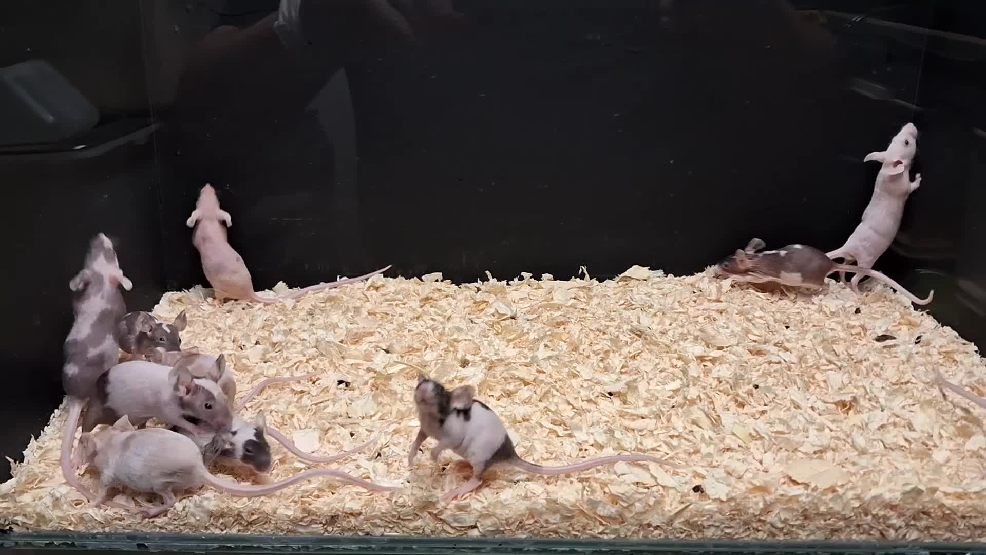 Mouse rodents for sale: Baby Mice Females  - Video 2