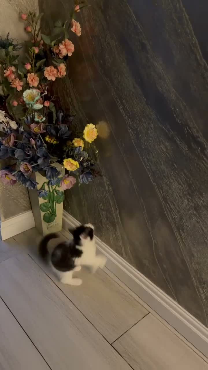 Mixed Breed cats for sale: Beautiful Kittens – 1Boy & 2 Girls  - Video 1