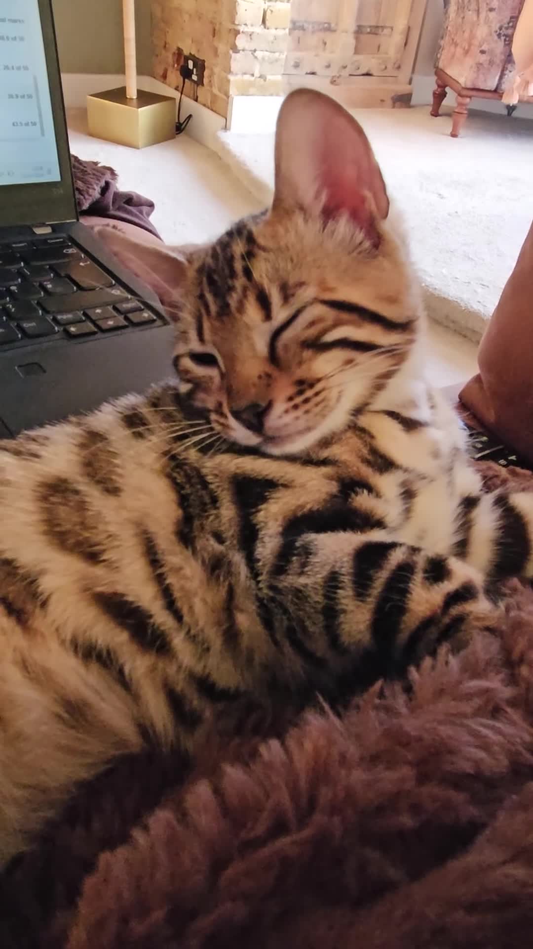 Bengal cats for sale: Pure Bengal kitten in need of a loving home - Video 2