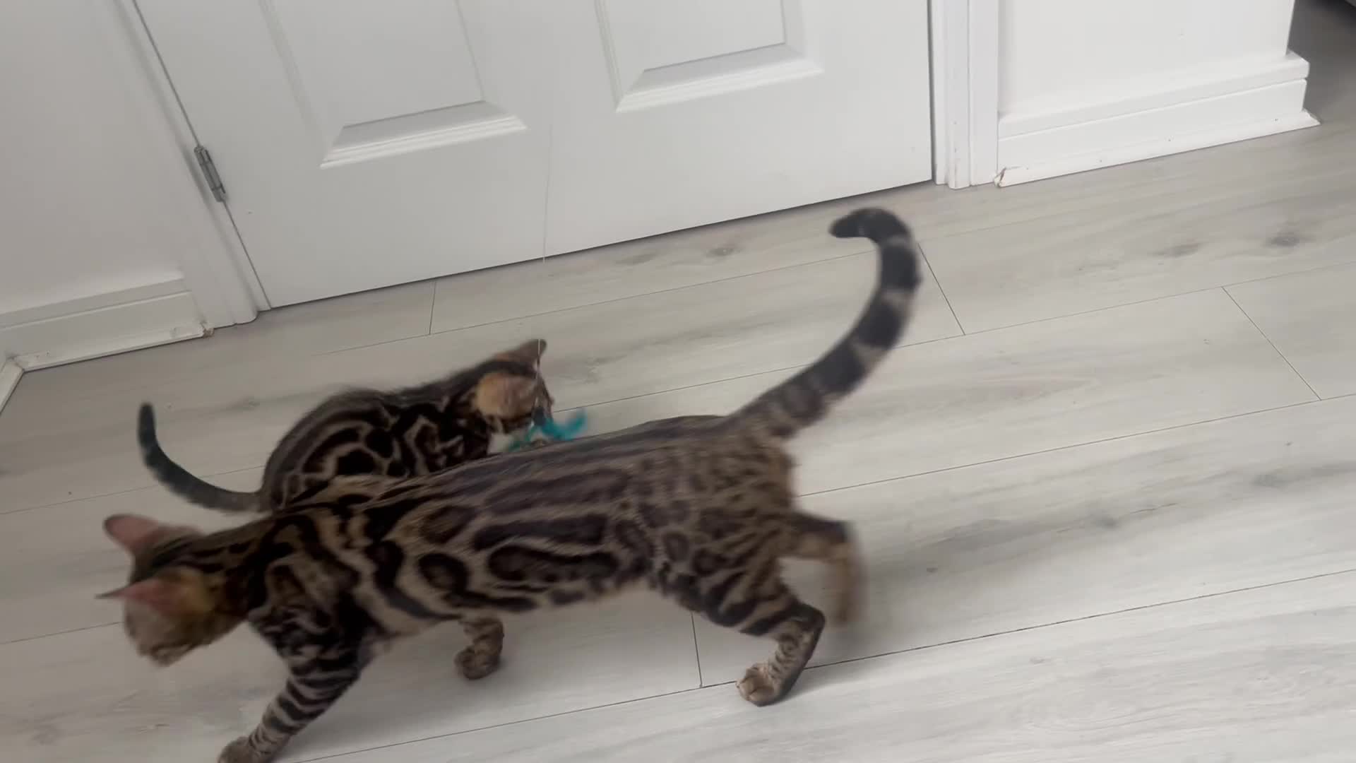 Bengal cats for sale: Stunning full pedigree bengal kittens *READY*  - Video 2