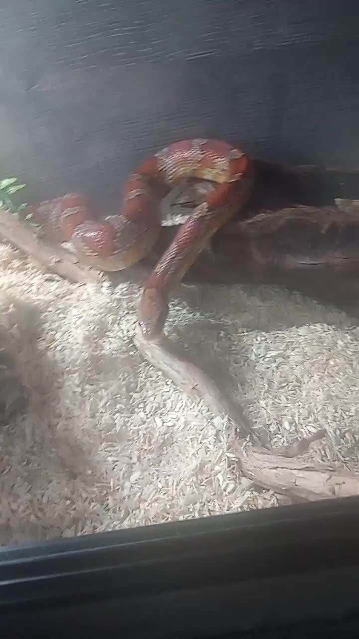 Corn Snake reptiles for sale: Timmy the friendly cornsnake tank enclosure  in Chelmsford - Video 1
