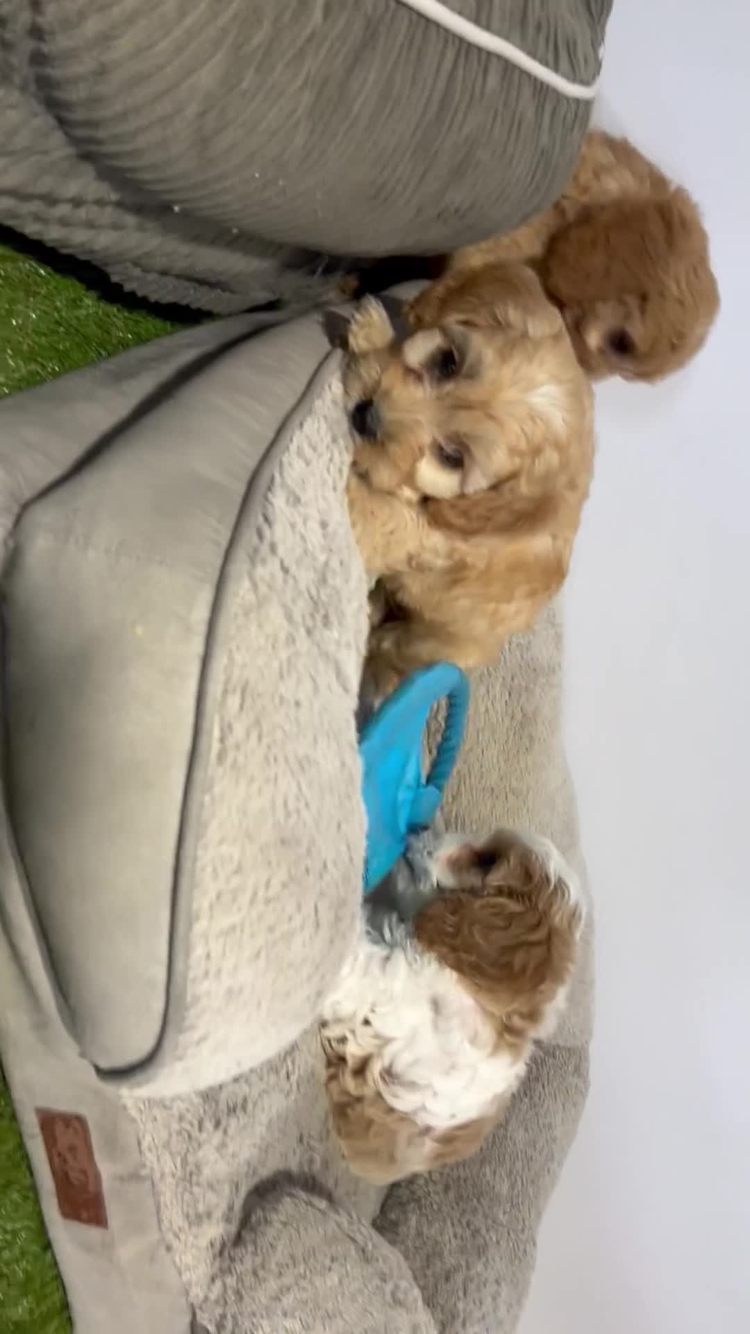 Cavapoochon dogs for sale: Gorgeous cavapoochon puppies 🐶 Ready to go now! - Video 1