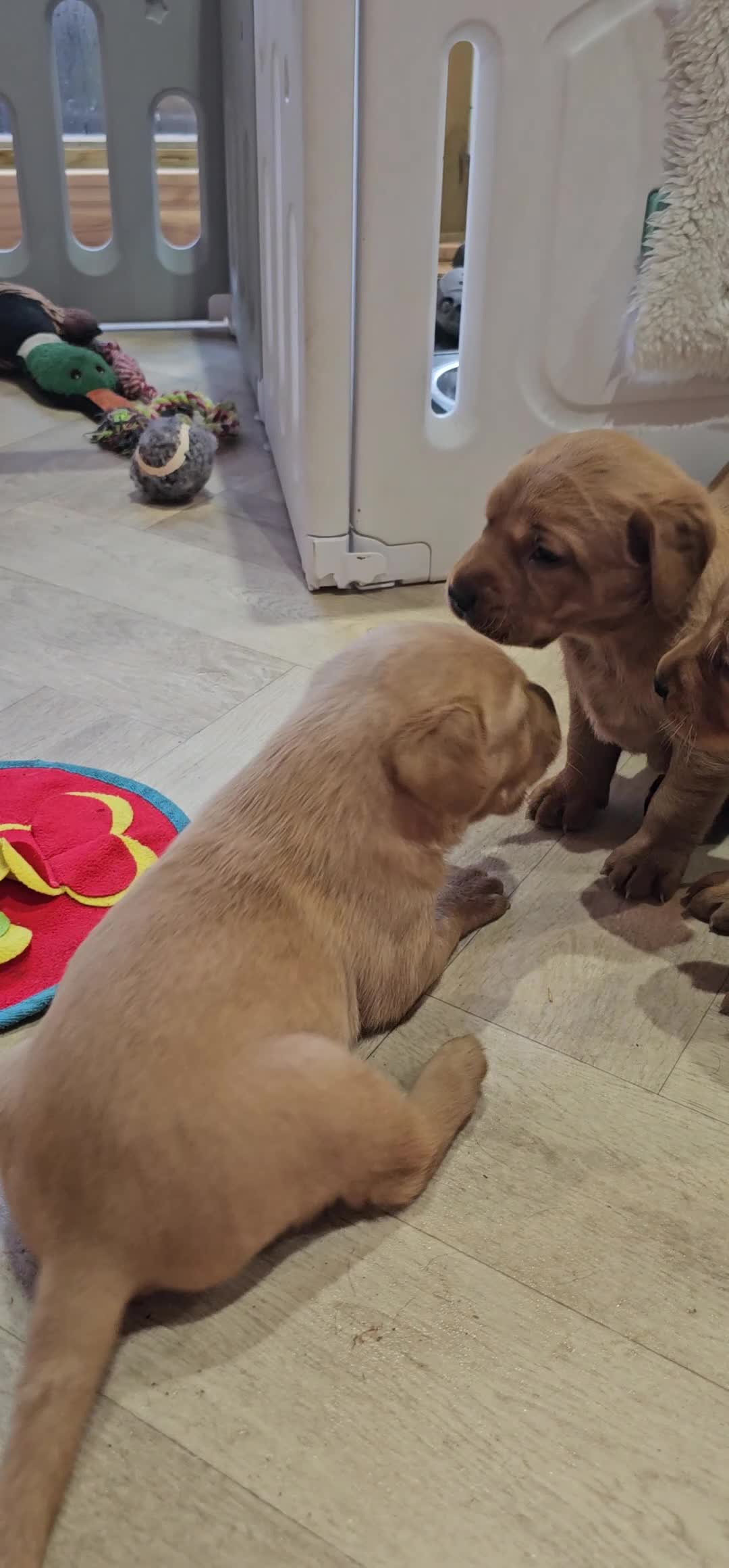 Labrador Retriever dogs for sale: 6 STUNNING KC REG FOX RED LABRADORS  - Video 3