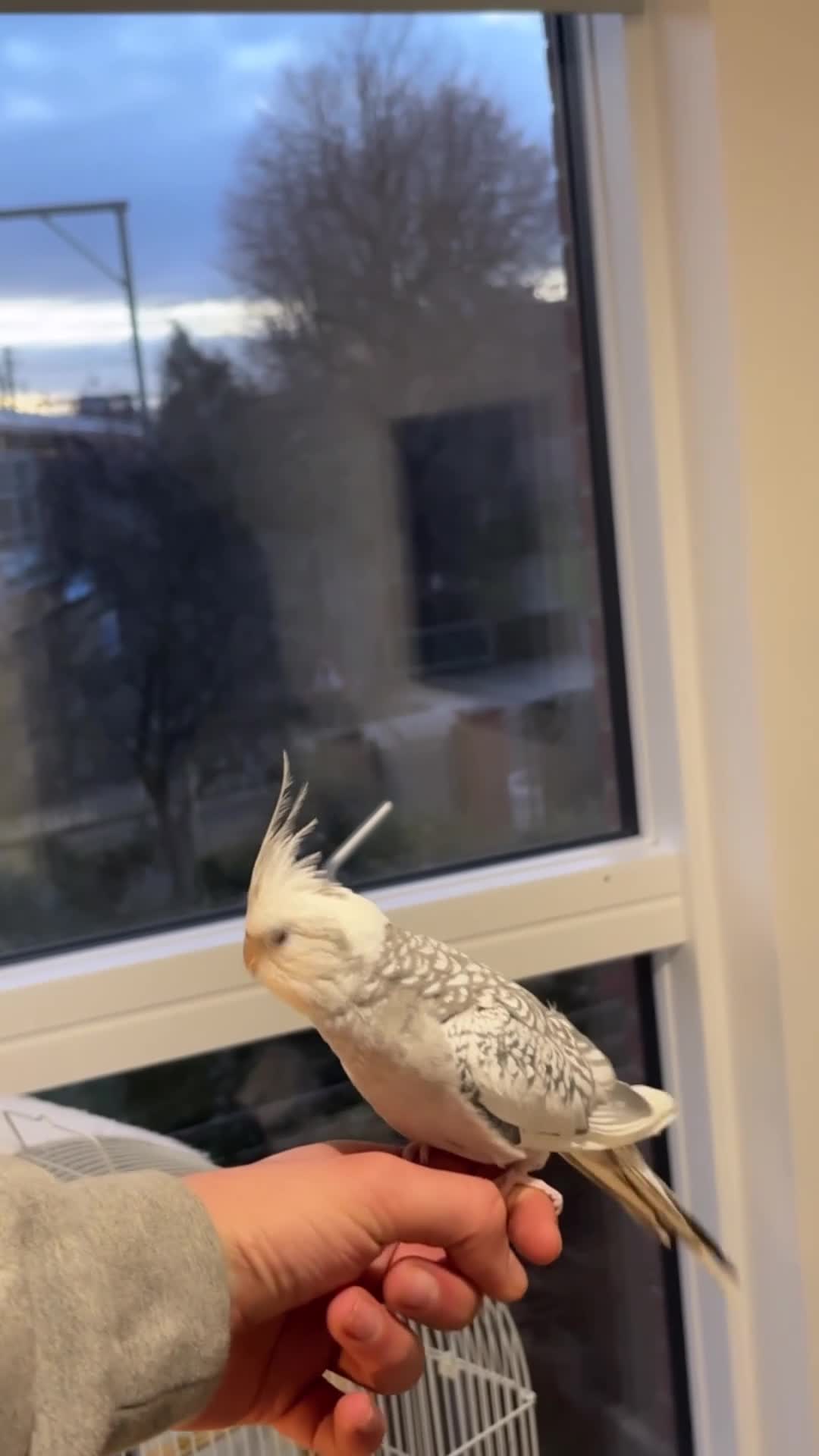 Cockatiels birds for sale: hand tamed cockatiels - Video 5