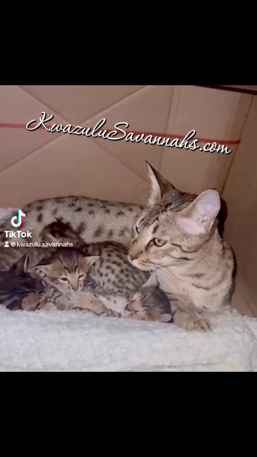 Savannah cats for sale: Excellent Quality Tica Registered Purebred kittens - Video 4