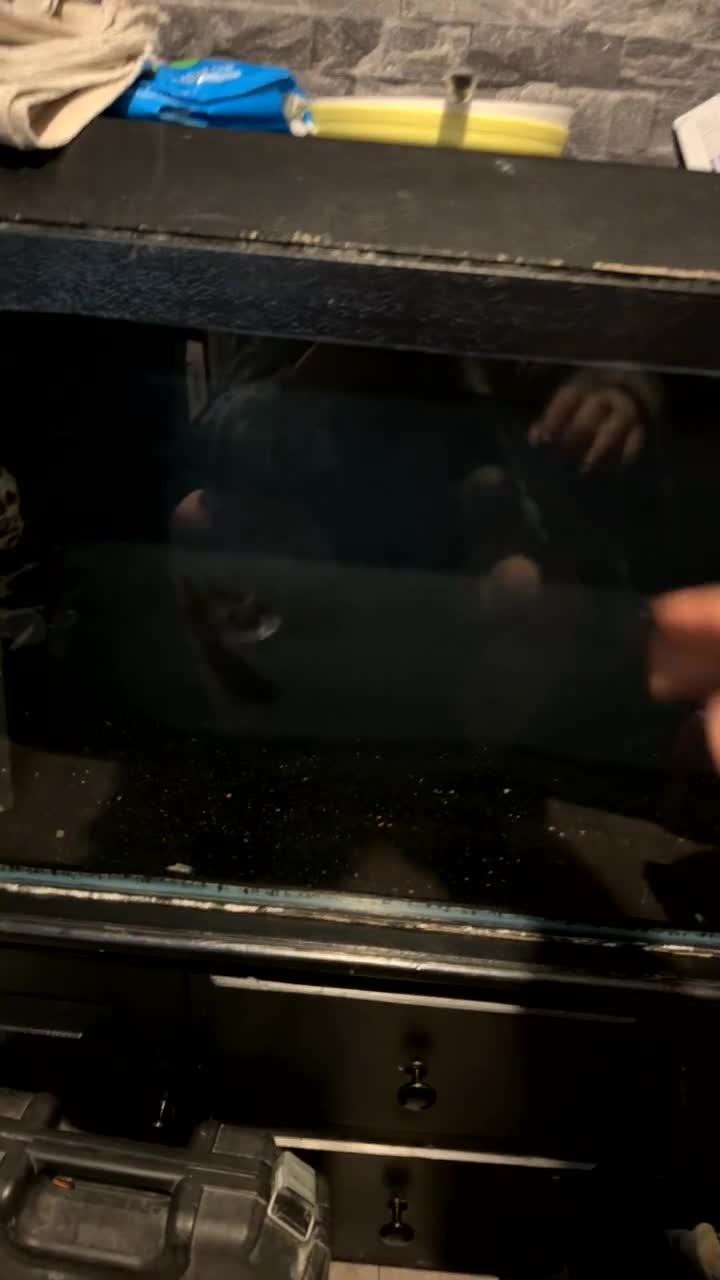 Piranhas fish for sale: BLACK MASK ELONGATUS PIRANHA  - Video 1