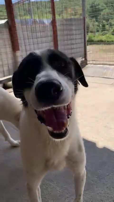 Mixed Breed dogs for adoption: Pixel, 3-4 yrs old. Available for adoption. - Video 2