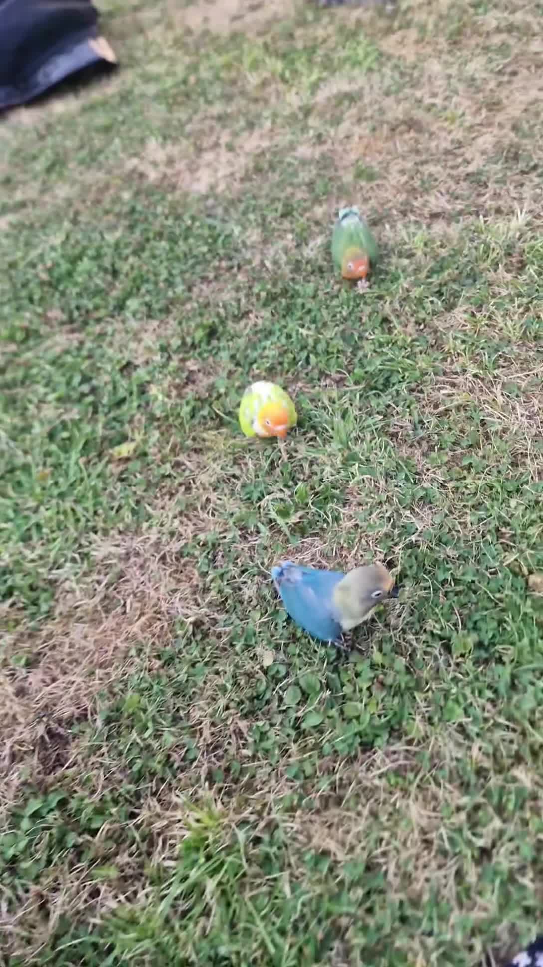 Budgerigars birds for sale: Lovebirds  - Video 1