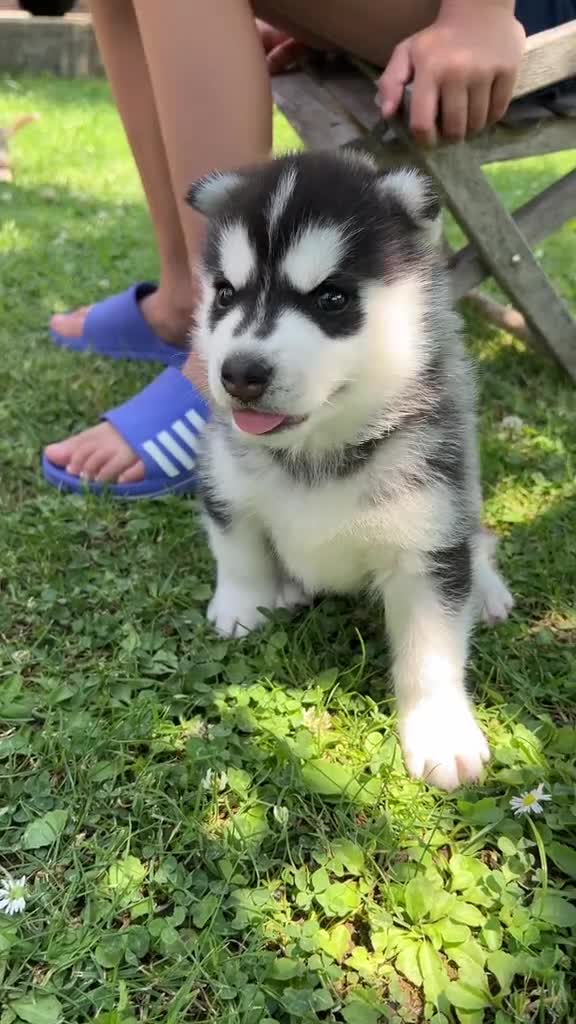 Siberian Husky dogs for sale: Gorgeous Siberian Husky pups %100 socialized - Video 1