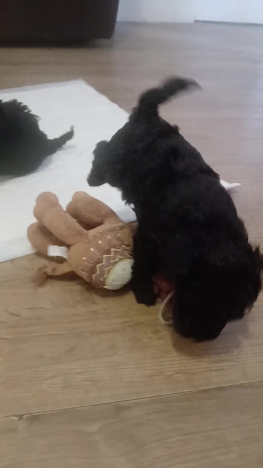 Toy Poodle dogs for sale: Ready to leave from 21st July 2x Gorgeous girls   - Video 1