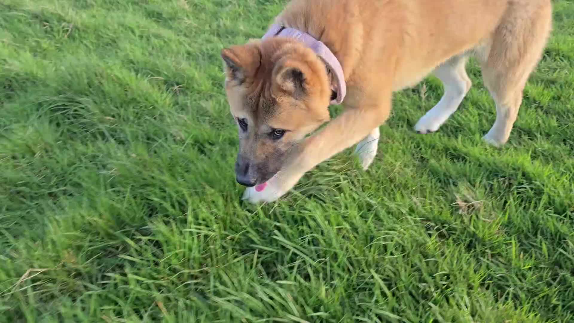 Akita dogs for sale: 7 months old Akita Puppy - Video 1