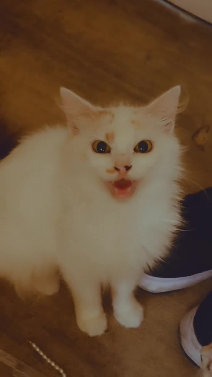 Mixed Breed cats for sale: Mix breed kittens in Boston - Video 1