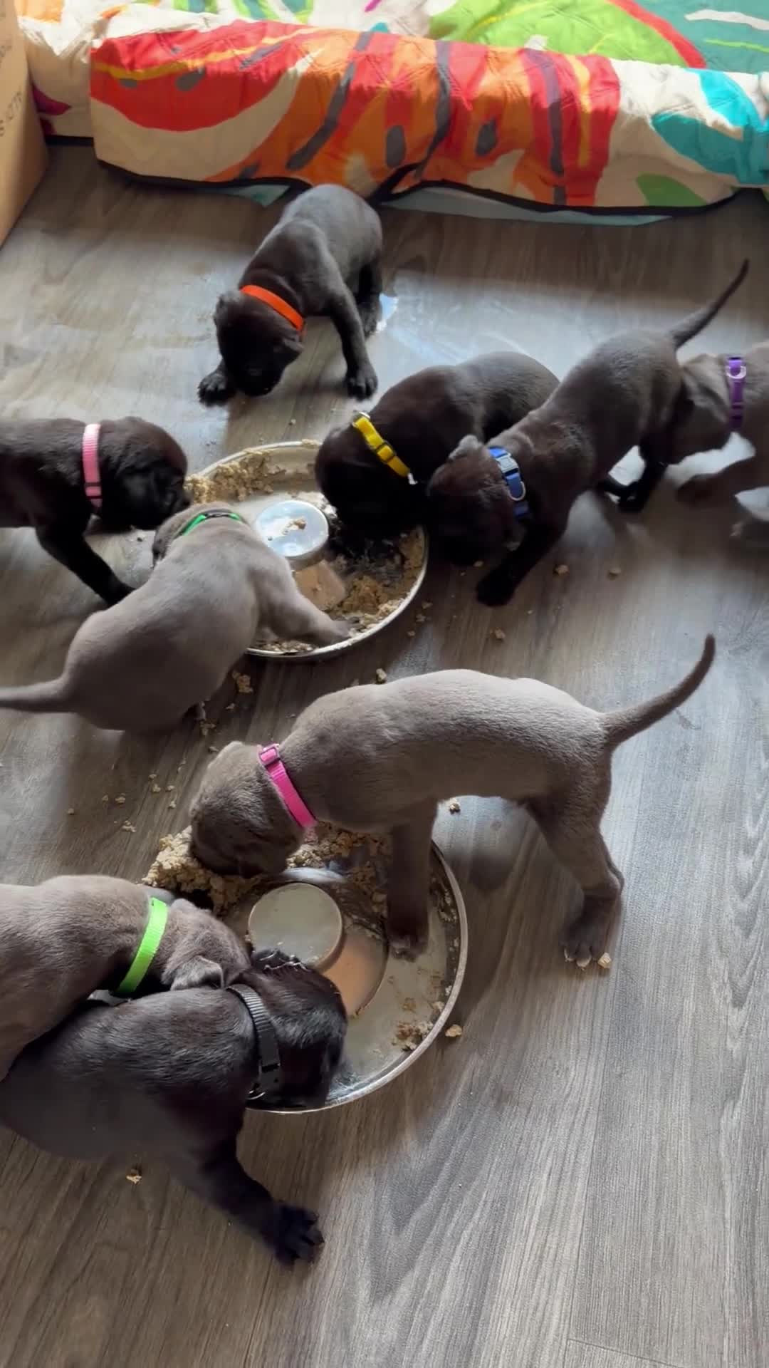 Cane Corso dogs for sale: Cane corso puppies for sale - Video 3