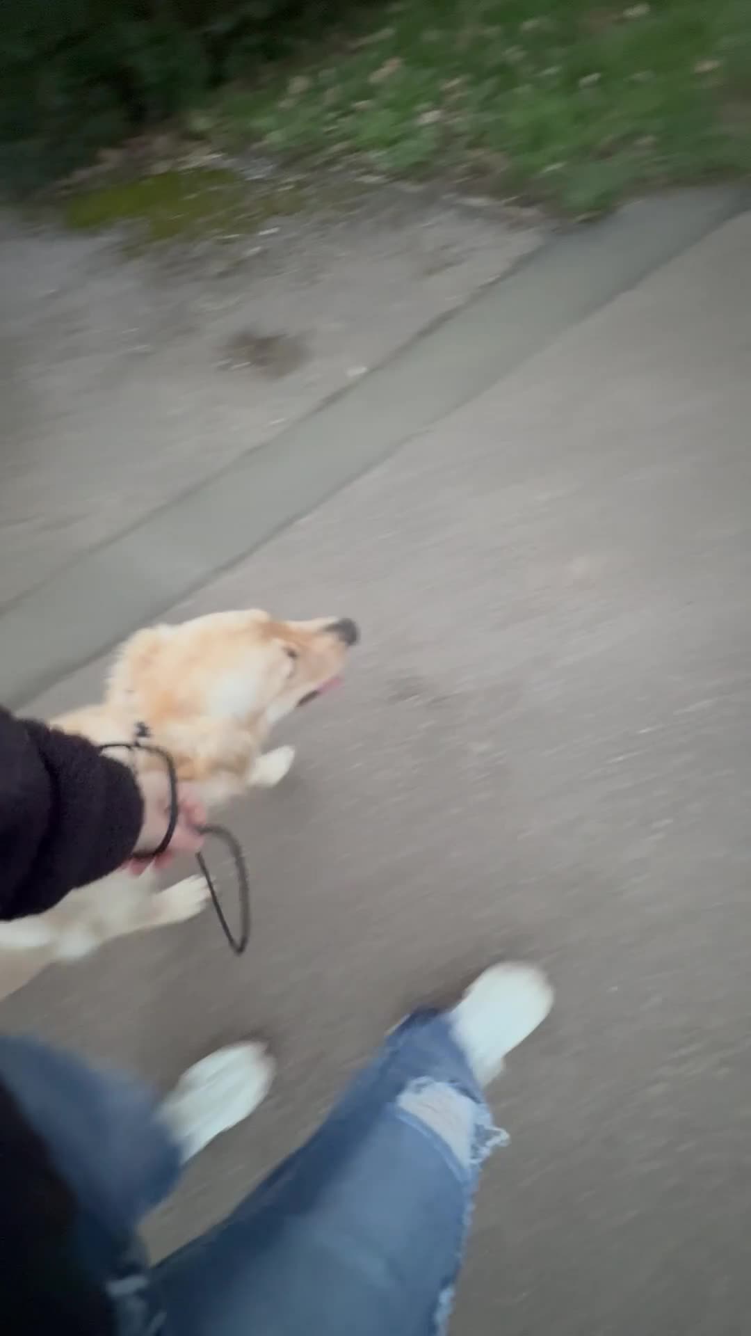 Golden Retriever dogs for sale: Stunning golden girl for sale.  - Video 2