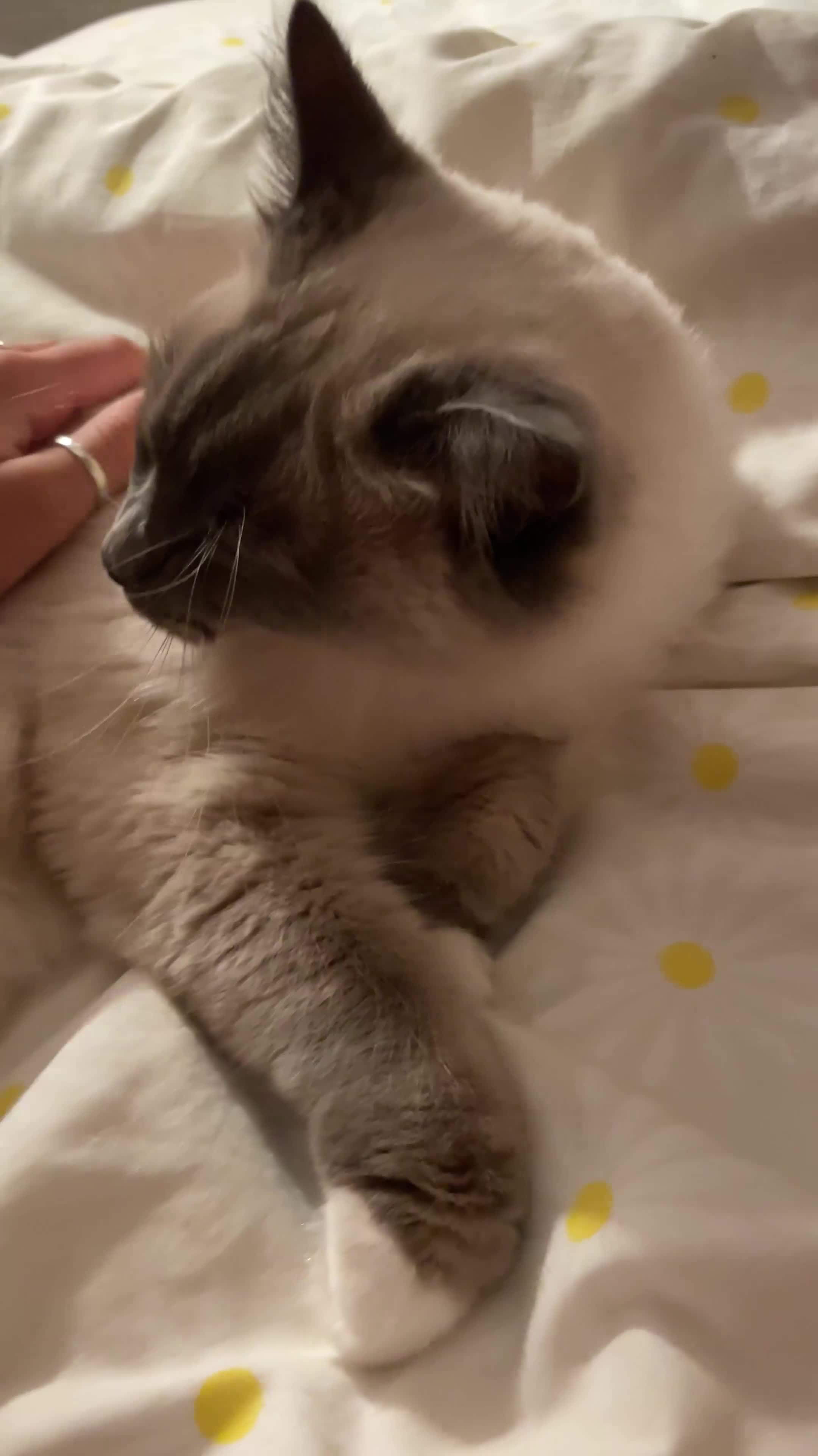 Ragdoll cats for sale: Gorgeous Mitted Bluepoint Ragdoll - Video 1