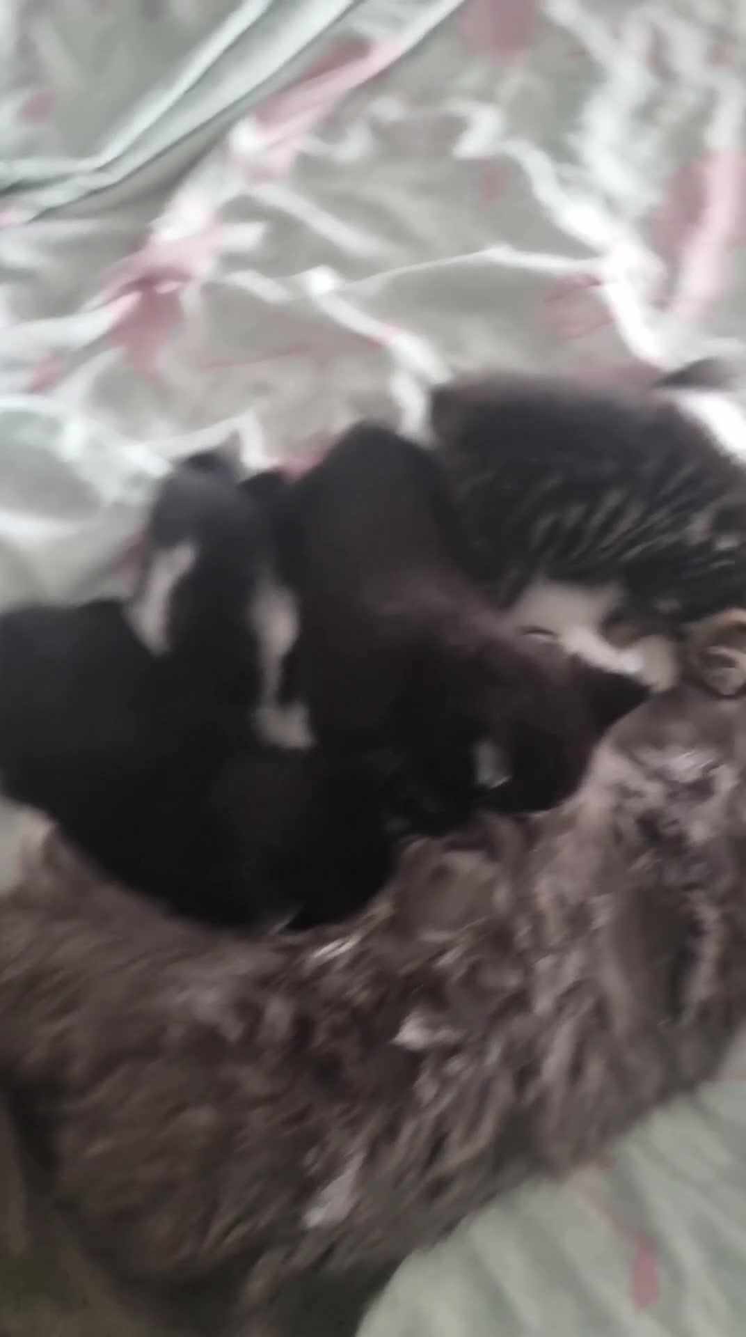 Mixed Breed cats for sale: Lovely Mixed Breed Kittens in Durham - Video 1
