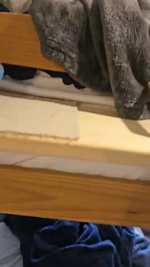 Mixed Breed cats for adoption: Tiger looking for a home - Video 2