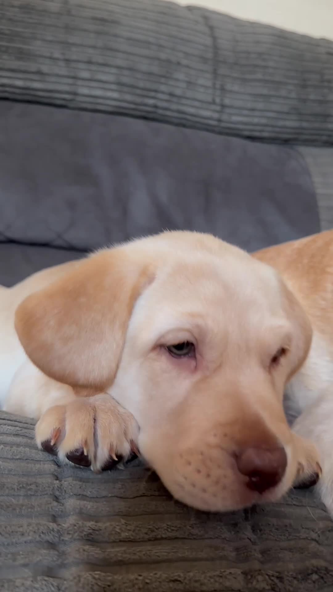 Labrador Retriever dogs for sale: LAST CHUNKY LAB BOY READY NOW! Home-Raised - Video 1