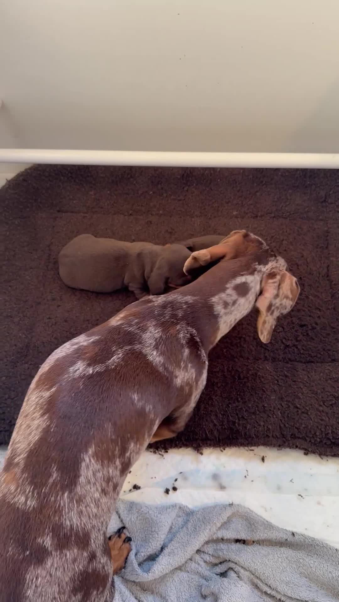 Miniature Dachshund dogs for sale: KC Miniature Dachshund puppies - Video 1