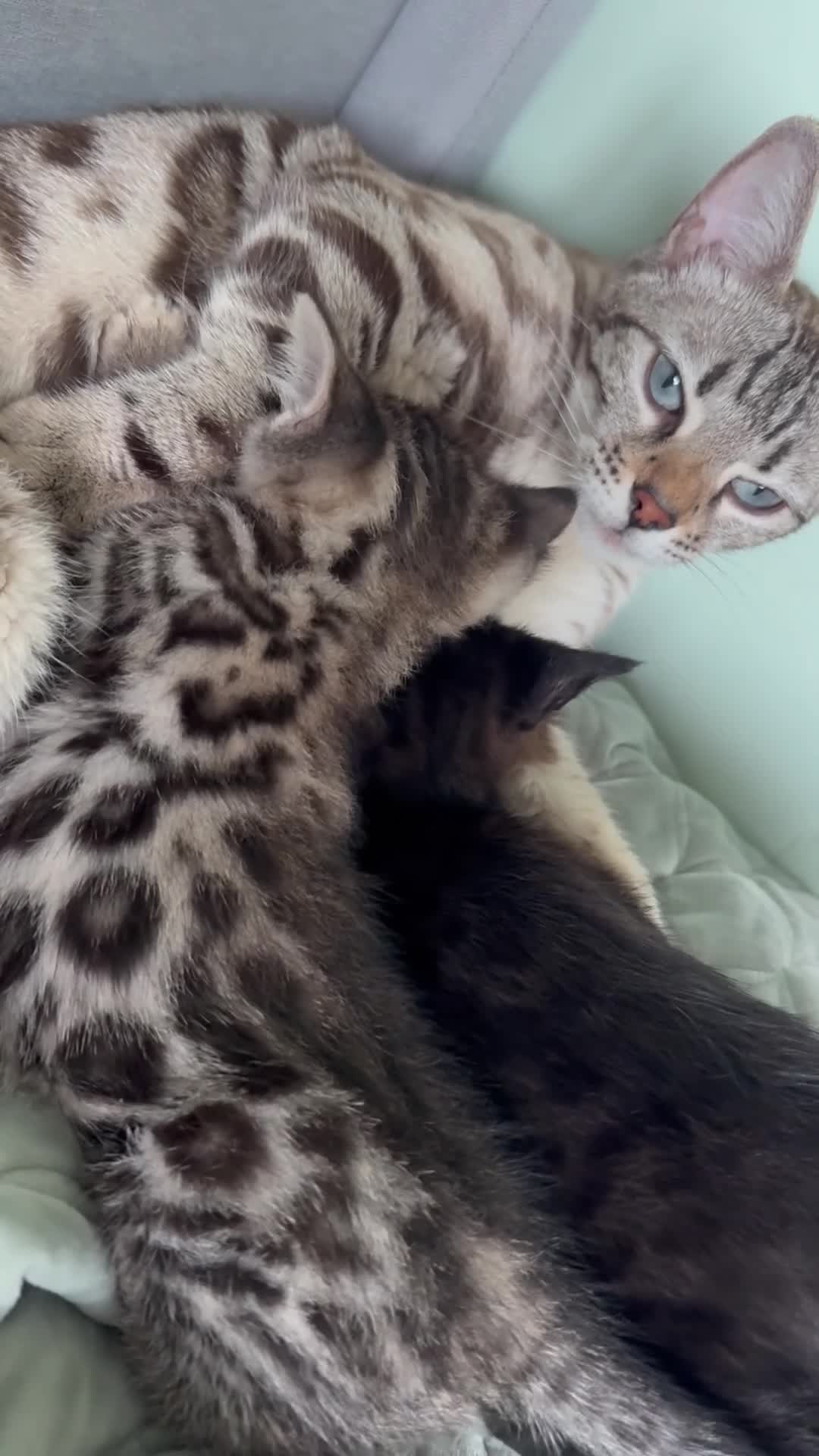 Bengal cats for sale: Bengal kittens  - Video 5