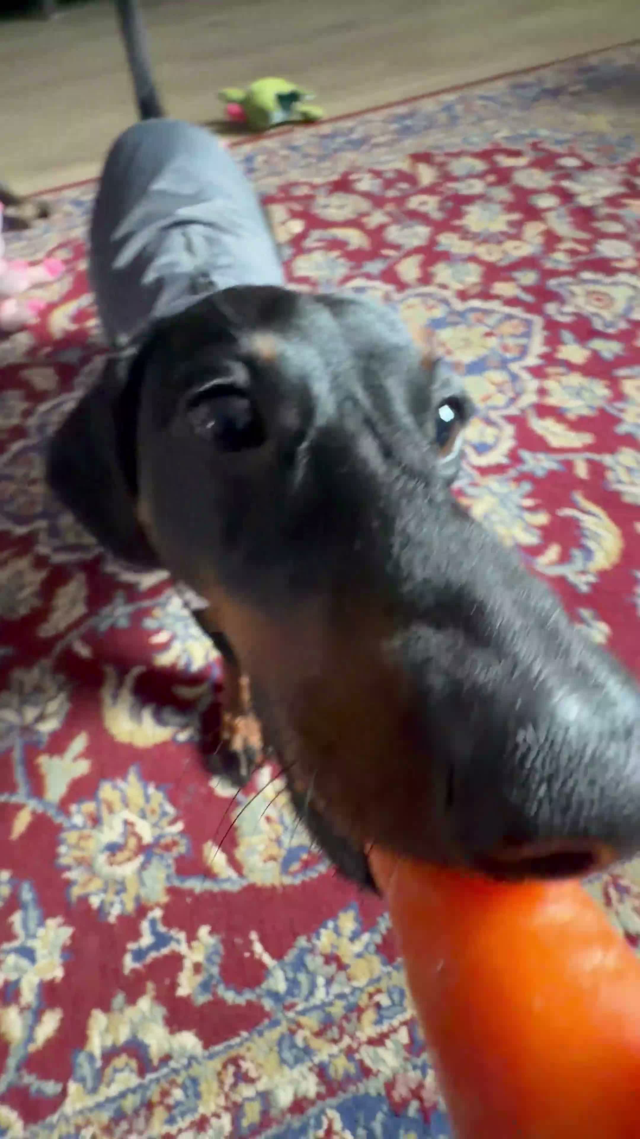 Miniature Dachshund dogs for sale: MALE Miniture Dachshund - Video 1