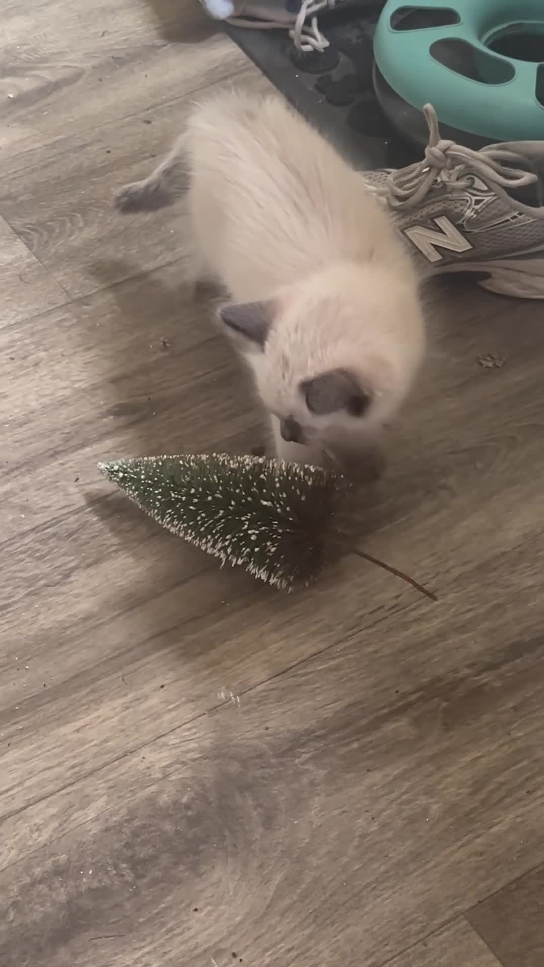 Mixed Breed cats for sale: Siamese X kittens - Video 1