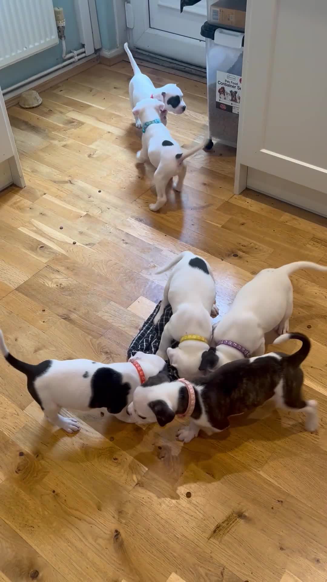 American Bulldog dogs for sale: American bulldog puppies  - Video 2
