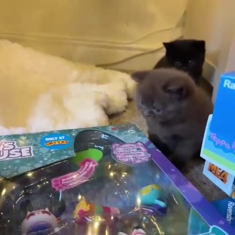 British Shorthair cats for sale: 2 GCCF female British short hair kittens  - Video 3