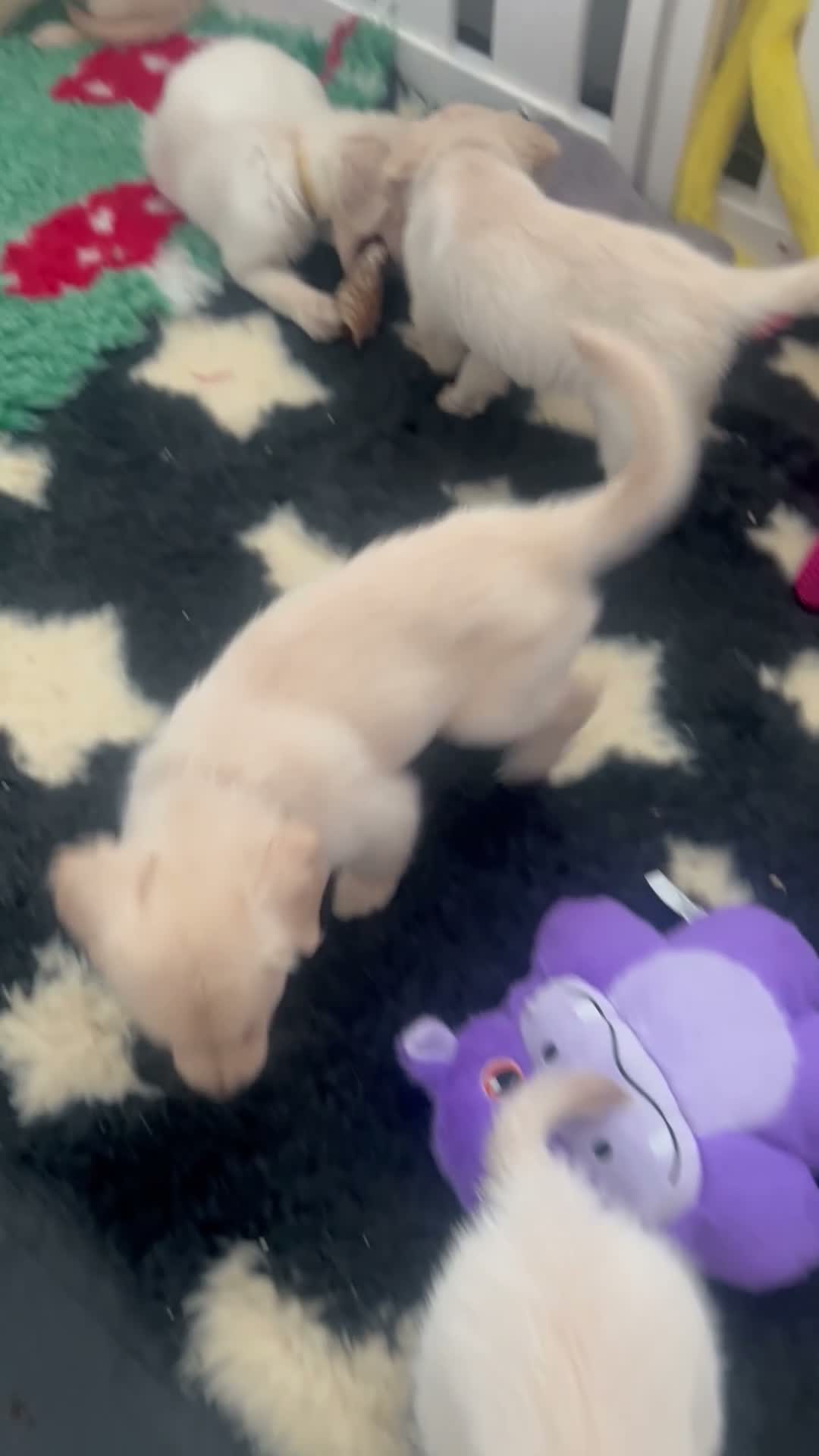 Golden Retriever dogs for sale: Golden retriever puppies - Video 2