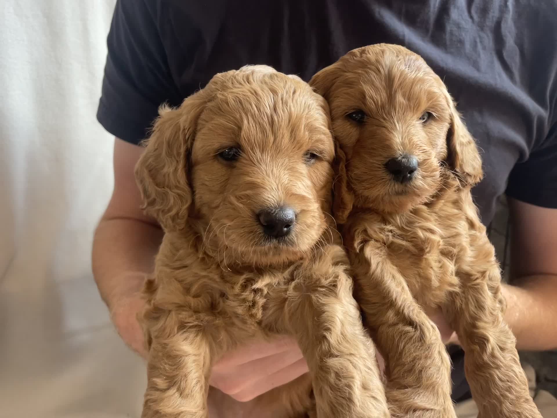 Mini Goldendoodle dogs for sale: Mini Goldendoodle puppies for sale in Abergavenny  - Video 1