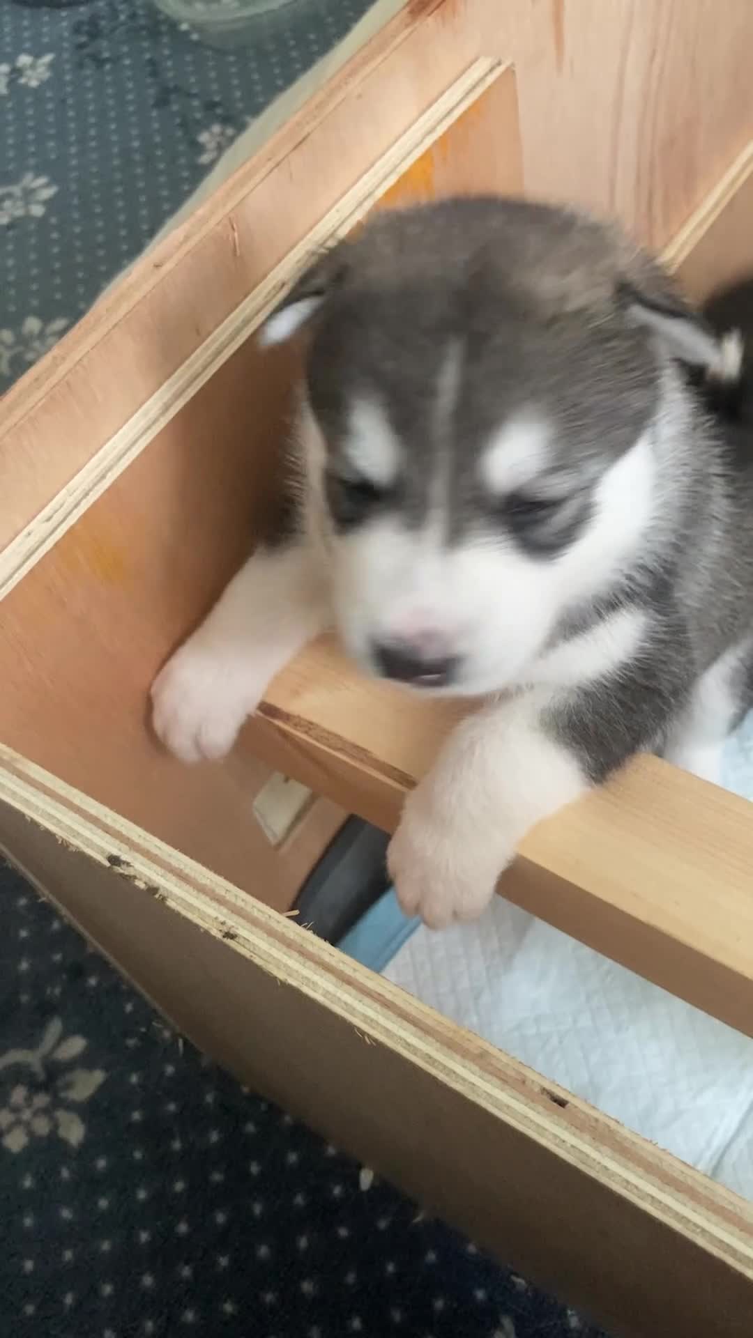 Siberian Husky dogs for sale: Stunning Siberian Huskies  in Sheffield - Video 3