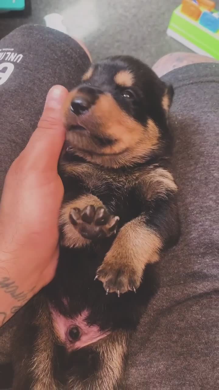 Rottweiler dogs for sale: Rottweiler puppies  - Video 1