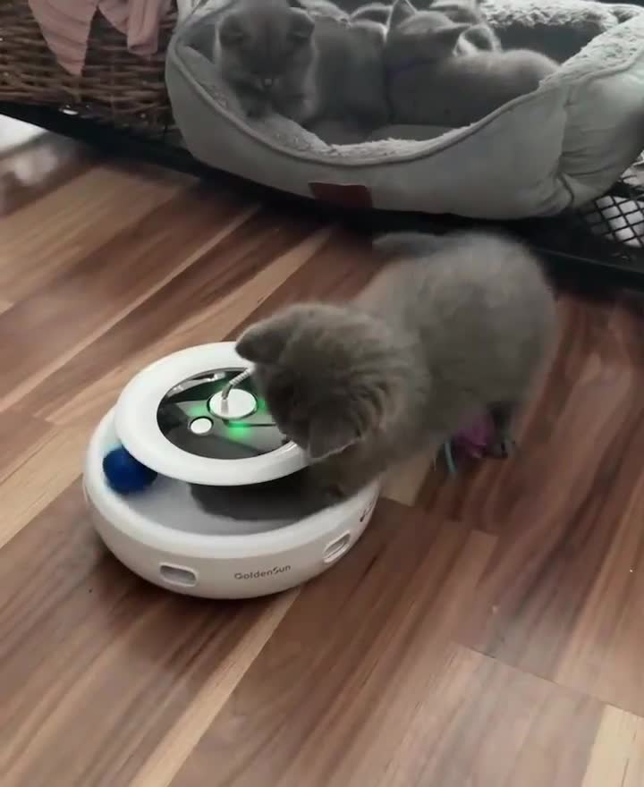 British Shorthair cats for sale: Chunky British Shorthair Blue Kittens 🐱💙 - Video 3