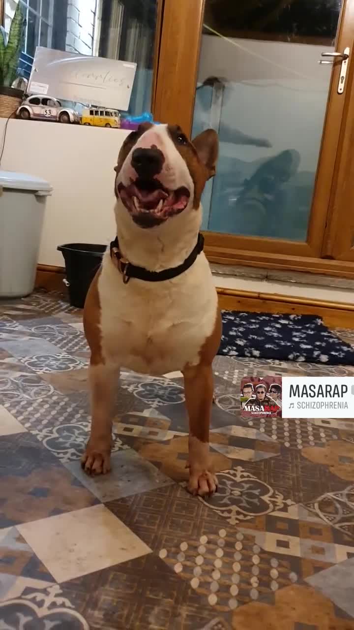 English Bull Terrier dogs for stud: Bull terrier at stud  fully health tested  - Video 1