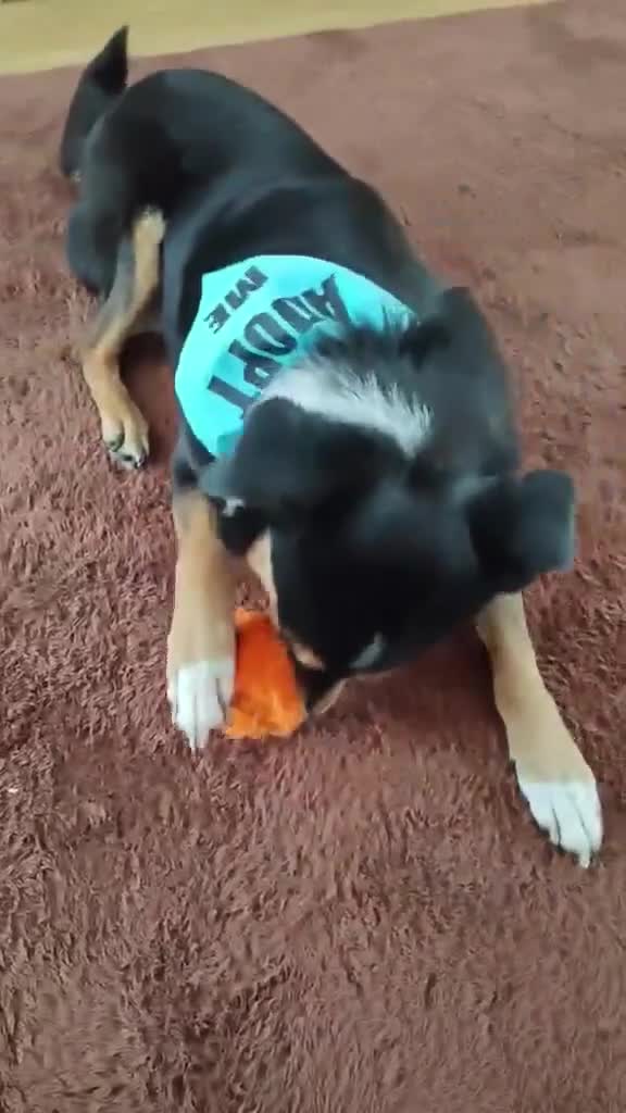 Mixed Breed dogs for adoption: Stunning Rosa in Taunton - Video 3