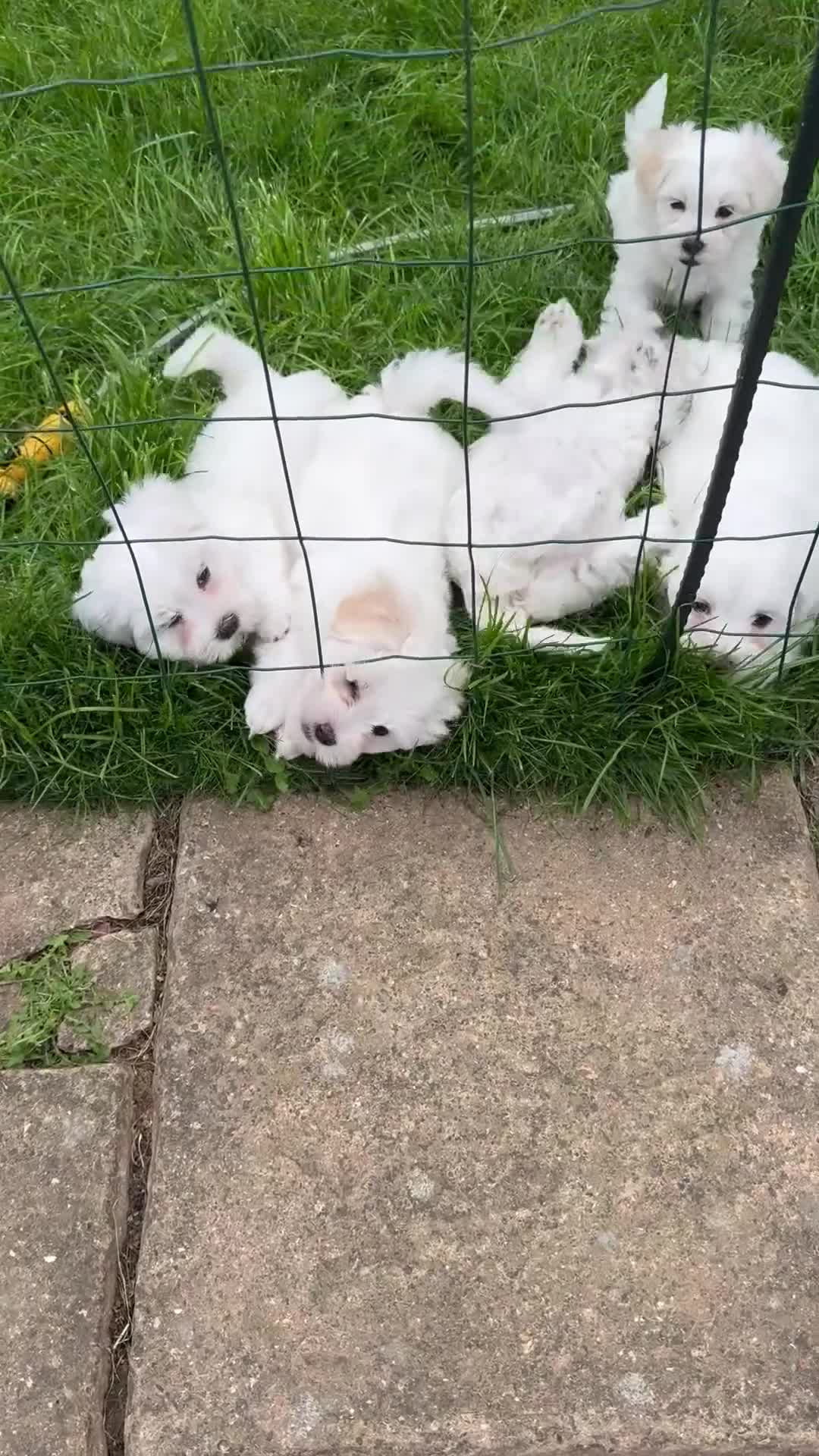 Bichon Frise dogs for sale: Four gorgeous boys and two wonderful girls - Video 2