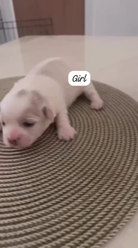 Zuchon dogs for sale: Female  - Video 1