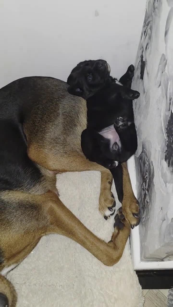 Mixed Breed dogs for sale: Adorable Black Lab Mix, Staff-Lab - Video 3