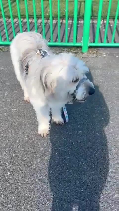 Mixed Breed dogs for adoption: OLIVE - Looking for experienced owners. - Video 1